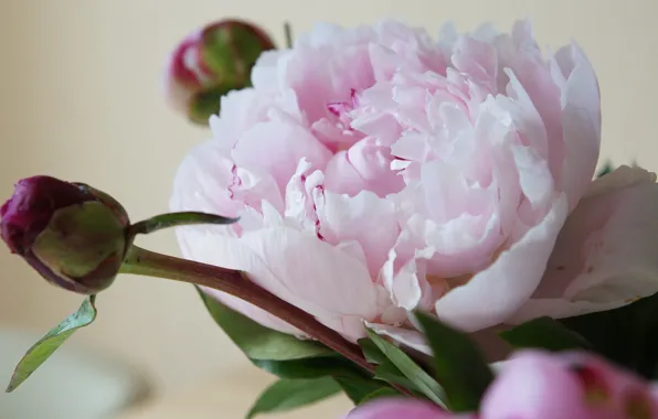 Flower, macro, pink, Bud, light background, peony