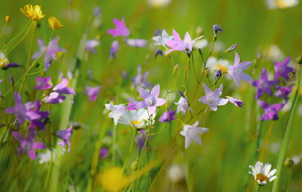 Picture greens, flowers, meadow, bells, field, different, lilac, bokeh
