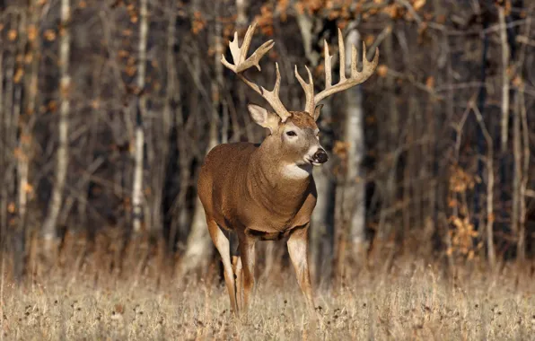 Picture animals, grass, trees, tree, deer, horns, deer, forest