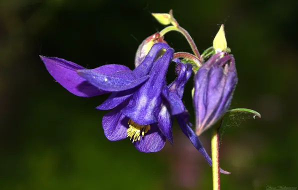 Macro, flowers, spring, Aquilegia