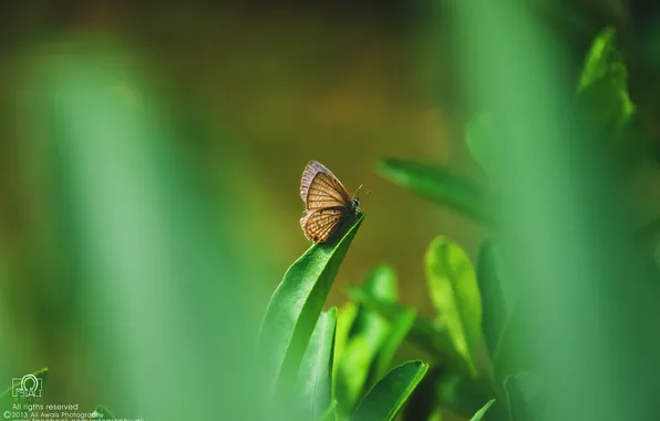 Grass, butterfly, insect, bokeh