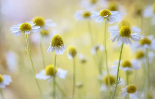 Picture flowers, chamomile, white, flowering