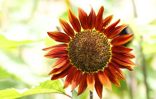 Picture macro, sunflower, Helianthus annuus, sunflower is an annual