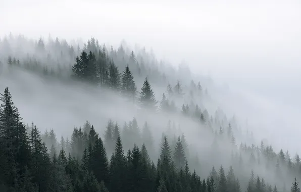 Picture forest, nature, fog