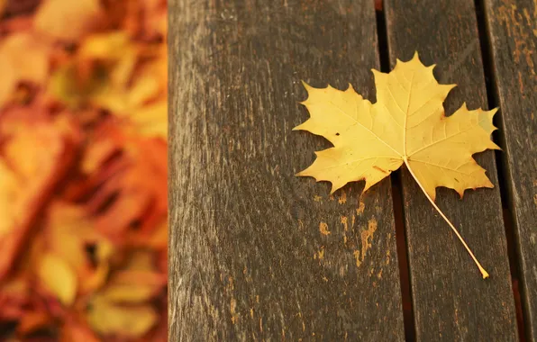 Autumn, leaves, nature