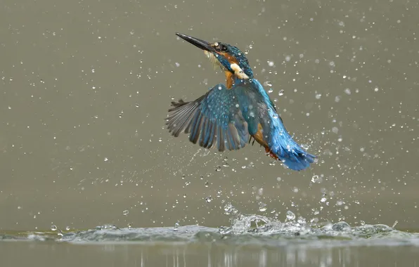 Water, squirt, bird, fishing, splash, Kingfisher