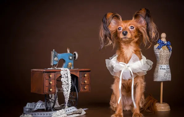 Dog, decoration, bow, Dogs, Yorkshire Terrier