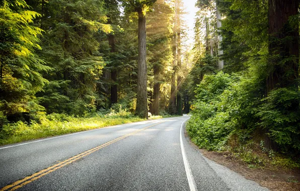 Road, forest, landscape