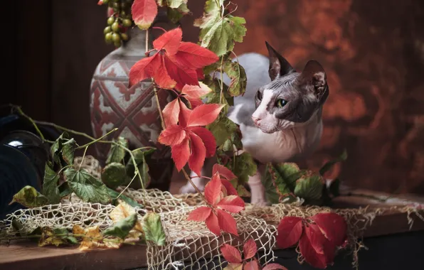 Picture cat, cat, branches, mesh, Sphinx, grapes, vase, Igor Kryukov