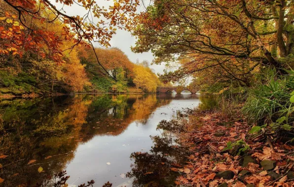 Autumn, landscape, nature, river, beauty, oak