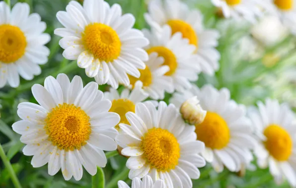 Picture summer, flowers, chamomile, flowering