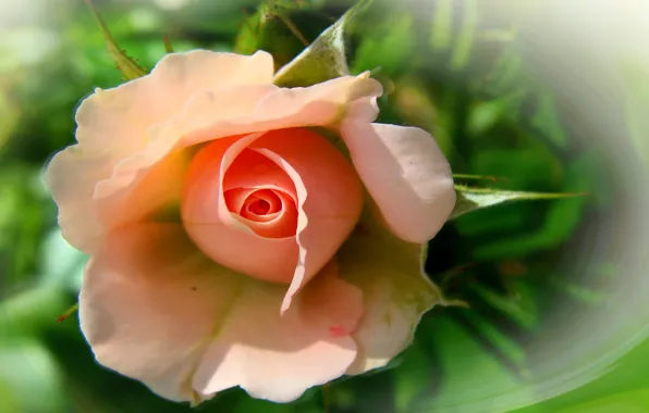 Picture flower, summer, nature, mood, rose, roses, beauty, rose