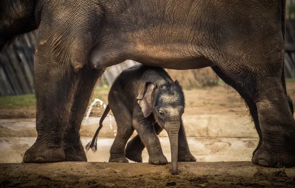 Picture nature, background, elephant