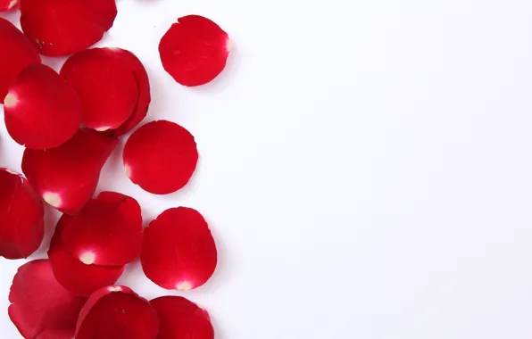 Picture white background, Texture, rose petals