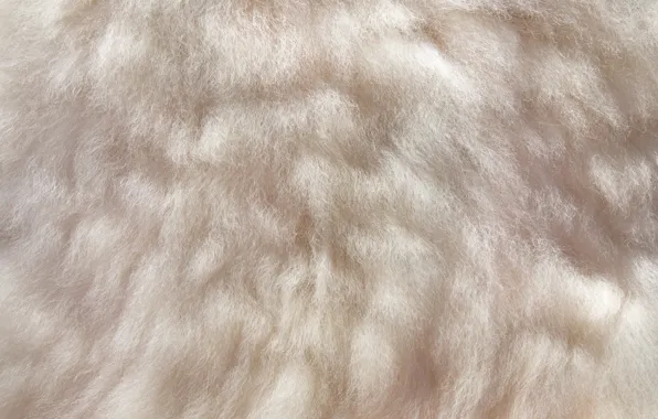 Background, animal, light, texture, wool, skin, fur, wavy