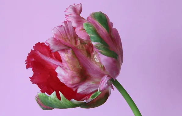 Picture macro, petals, tulips