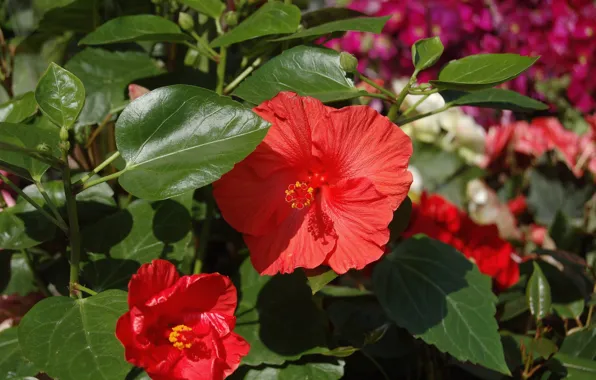 Leaves, flowering, hibiscus