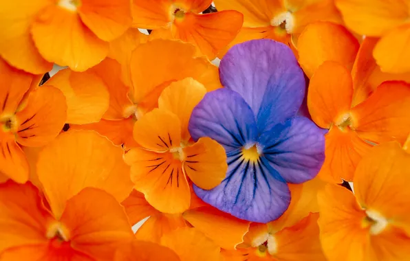Macro, texture, petals, Pansy, viola