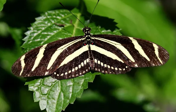 Leaves, microsemi, wings, Butterfly, insect, beautiful, closeup