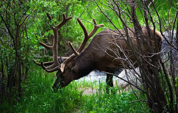 Picture FOREST, GRASS, BRANCHES, HORNS, STREAM, DEER