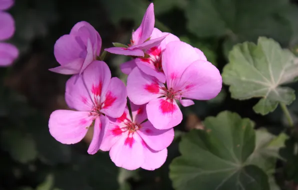 Macro, flowers, nature, Wallpaper, spring, violet