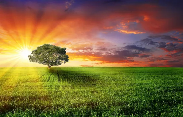 Picture field, the sun, rays, nature, tree, dawn