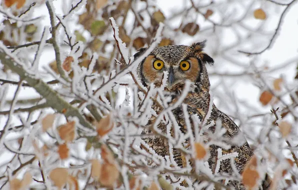 Frost, branches, long-eared owl