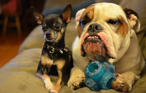 Each, bulldog, Chihuahua
