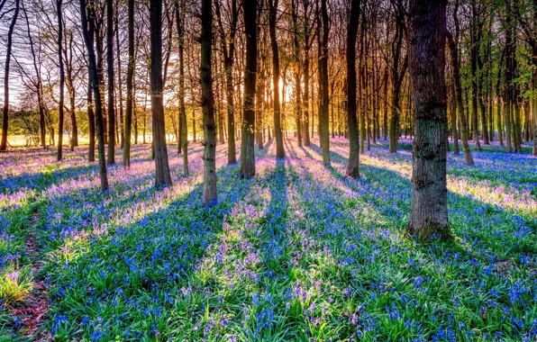 Picture forest, the sun, rays, trees, flowers, shadow, bells