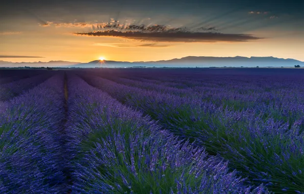 Field, summer, the sun, flowers, France, lavender, Provence, June