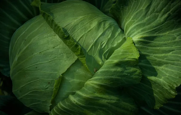 Picture greens, leaves, cabbage