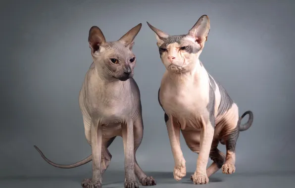 Look, cats, background, Sphinxes