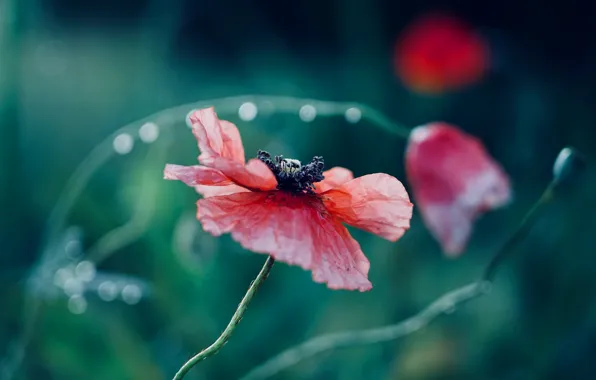 Picture flowers, red, background, Mac