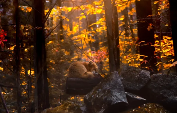 Autumn, forest, leaves, trees, branches, stones, trunks, foliage