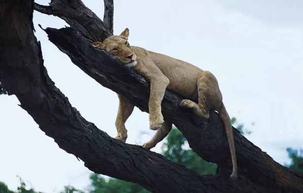 Picture lioness, resting, on the tree