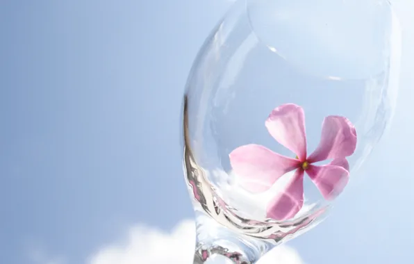 Flower, the sky, glass