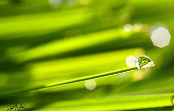 Grass, macro, Wallpaper, the Wallpapers, a drop of dew, reflection in the dew drop, closeup