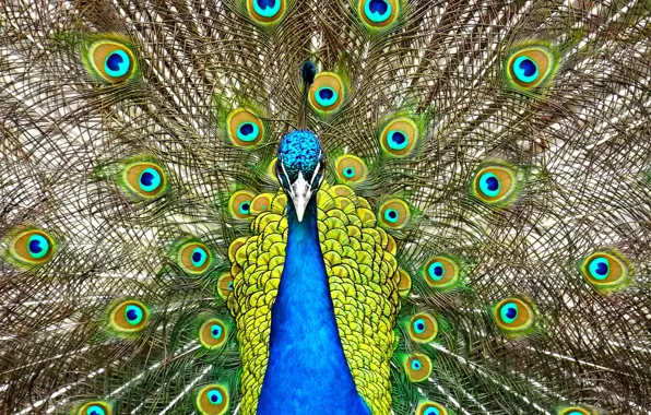 Bird, tail, peacock