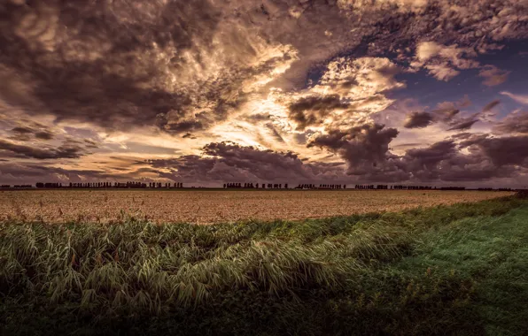 Field, clouds, nature, the evening