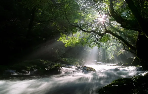 Picture forest, the sun, rays, light, trees, nature, river, stream