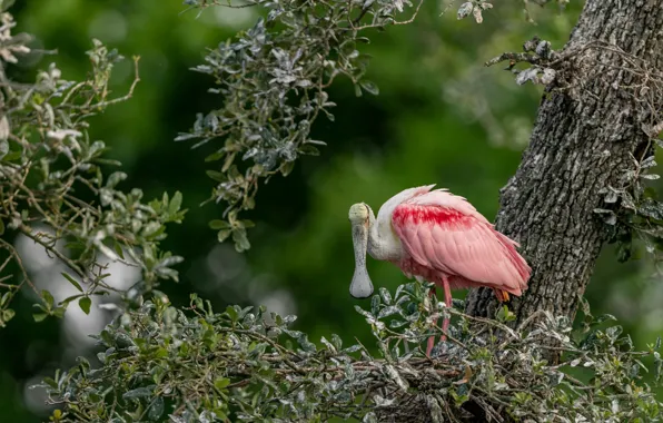 Trees, branches, bird, bokeh, roseate spoonbill