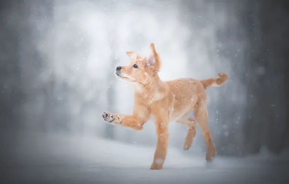 Picture winter, snow, paw, puppy, doggie