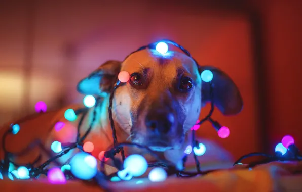 Look, face, dog, garland, light bulb