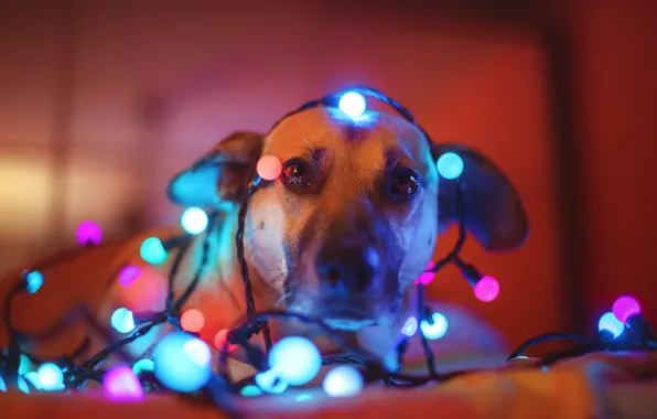 Picture look, face, dog, garland, light bulb