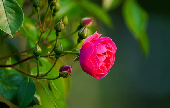 Picture leaves, flowers, bright, roses, stem, pink, buds, bokeh