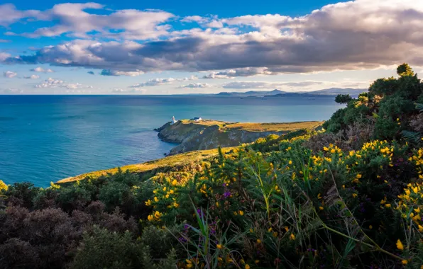 Sea, flowers, shore, lighthouse, Cape