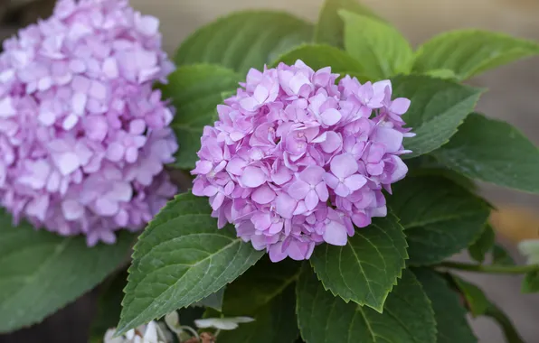 Leaves, flowers, pink, hydrangea