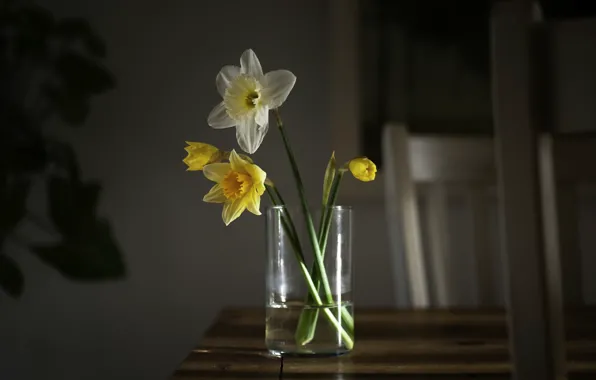 Flowers, table, daffodils yellow