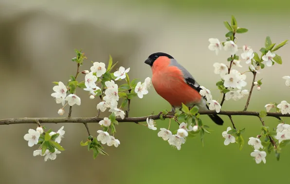 Flowers, bird, branch, spring, white, bird, flowers, flowering