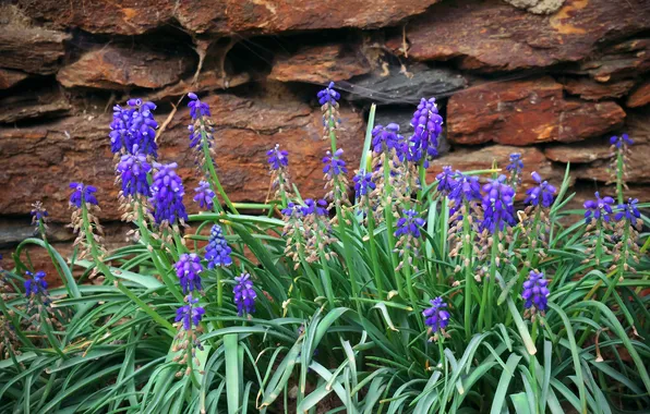 Leaves, flowers, stones, wall, spring, garden, flowerbed, lilac